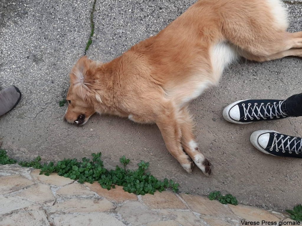 Cani avvelenati a Cervaro: quando l'animale è l'uomo