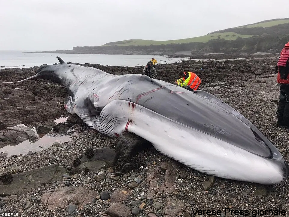 Le strazianti immagini dello spiaggiamento di una balena in Cornovaglia - VIDEO