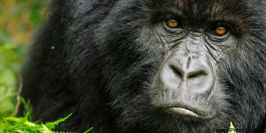 Triste notizia, fulmine fa strage di gorilla in via d'estinzione: morti 17 esemplari
