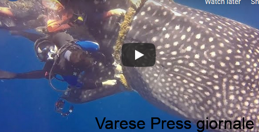 Maldive: angeli-sub italiani salvano uno squalo balena impigliato nella rete dei pescatori - Video