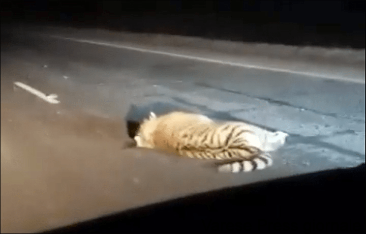 Russia, tragedia nella regione di Gogolevka: autobus investe e uccide un cucciolo di tigre siberiana - VIDEO
